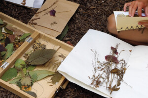 HERBIER <br>
Créer un herbier en fabriquant un carnet à partir de vieux livres jusqu'à la reliure et apprendre à récolter des plantes pour les identifier et les faire sécher.